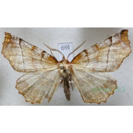 Selenia dentaria (Fabricius, 1775) male Skrzytek bezksiężyczak Czech69l